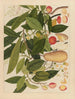 Album of Chinese watercolor paintings of Asian fruits Pl05 - Anonymous — artwork view