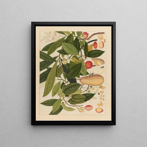 Album of Chinese watercolor paintings of Asian fruits Pl05 - Anonymous — framed artwork on a wall