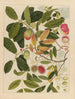 Album of Chinese watercolor paintings of Asian fruits Pl06 - Anonymous — artwork view