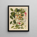 Album of Chinese watercolor paintings of Asian fruits Pl06 - Anonymous — framed artwork on a wall