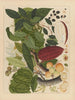 Album of Chinese watercolor paintings of Asian fruits Pl07 - Anonymous — artwork view