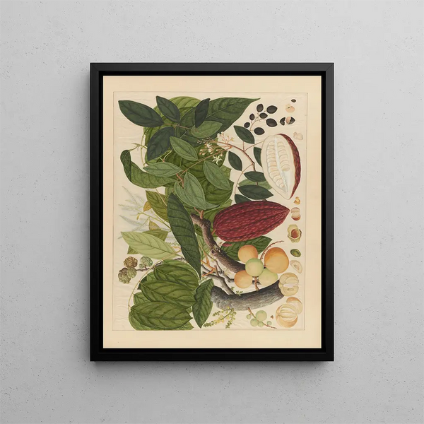 Album of Chinese watercolor paintings of Asian fruits Pl07 - Anonymous — framed artwork on a wall