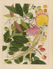 Album of Chinese watercolor paintings of Asian fruits Pl08 - Anonymous — artwork view