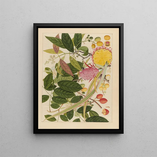 Album of Chinese watercolor paintings of Asian fruits Pl08 - Anonymous — framed artwork on a wall