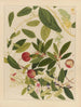 Album of Chinese watercolor paintings of Asian fruits Pl09 - Anonymous — artwork view
