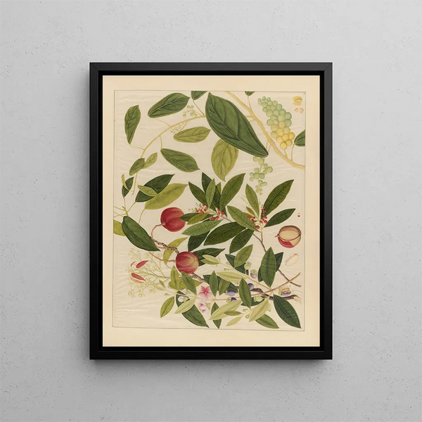 Album of Chinese watercolor paintings of Asian fruits Pl09 - Anonymous — framed artwork on a wall