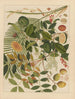 Album of Chinese watercolor paintings of Asian fruits Pl10 - Anonymous — artwork view