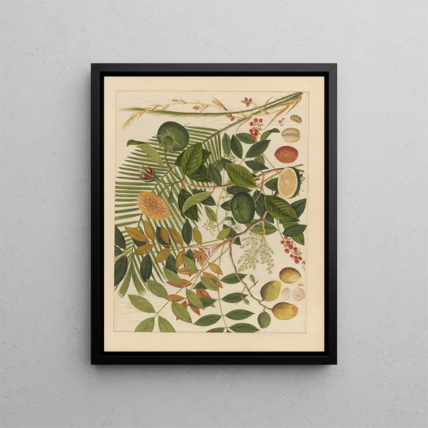 Album of Chinese watercolor paintings of Asian fruits Pl10 - Anonymous — framed artwork on a wall