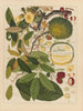 Album of Chinese watercolor paintings of Asian fruits Pl11 - Anonymous — artwork view