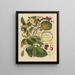 Album of Chinese watercolor paintings of Asian fruits Pl11 - Anonymous — framed artwork on a wall
