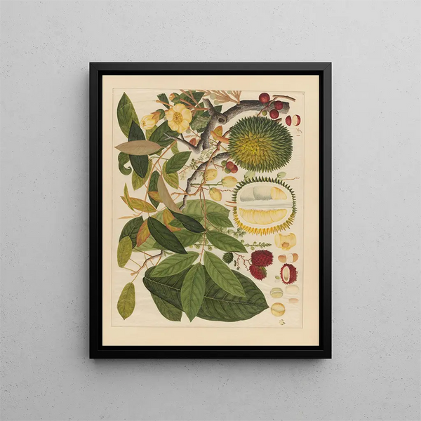 Album of Chinese watercolor paintings of Asian fruits Pl11 - Anonymous — framed artwork on a wall