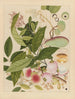 Album of Chinese watercolor paintings of Asian fruits Pl12 - Anonymous — artwork view