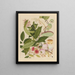 Album of Chinese watercolor paintings of Asian fruits Pl12 - Anonymous — framed artwork on a wall