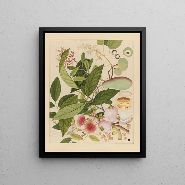 Album of Chinese watercolor paintings of Asian fruits Pl12 - Anonymous — framed artwork on a wall