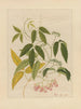 Album of Chinese watercolor paintings of Asian fruits Pl13 - Anonymous — artwork view
