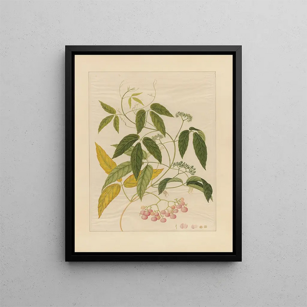 Album of Chinese watercolor paintings of Asian fruits Pl13 - Anonymous — framed artwork on a wall
