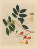 Album of Chinese watercolor paintings of Asian fruits Pl14 - Anonymous — artwork view
