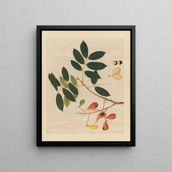 Album of Chinese watercolor paintings of Asian fruits Pl14 - Anonymous — framed artwork on a wall