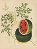 Album of Chinese watercolor paintings of Asian fruits Pl15 - Anonymous — artwork view