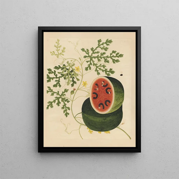 Album of Chinese watercolor paintings of Asian fruits Pl15 - Anonymous — framed artwork on a wall