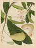 Album of Chinese watercolor paintings of Asian fruits Pl16 - Anonymous — artwork view