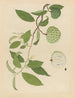 Album of Chinese watercolor paintings of Asian fruits Pl17 - Anonymous — artwork view
