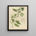 Album of Chinese watercolor paintings of Asian fruits Pl17 - Anonymous — framed artwork on a wall