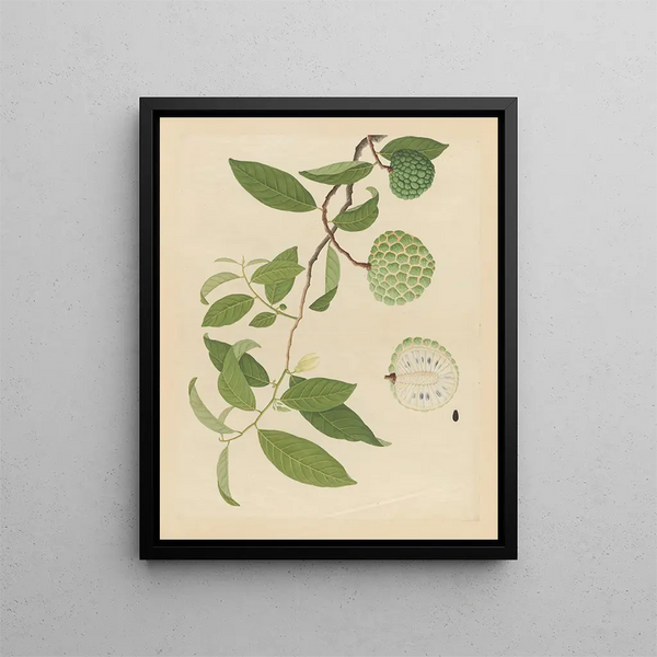Album of Chinese watercolor paintings of Asian fruits Pl17 - Anonymous — framed artwork on a wall