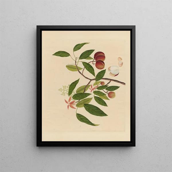 Album of Chinese watercolor paintings of Asian fruits Pl18 - Anonymous — framed artwork on a wall