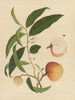 Album of Chinese watercolor paintings of Asian fruits Pl19 - Anonymous — artwork view