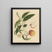 Album of Chinese watercolor paintings of Asian fruits Pl19 - Anonymous — framed artwork on a wall