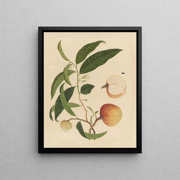 Album of Chinese watercolor paintings of Asian fruits Pl19 - Anonymous — framed artwork on a wall