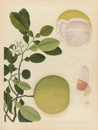Anonymous - Album of Chinese watercolors of Asian fruits Pl20.webp