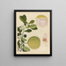 Album of Chinese watercolor paintings of Asian fruits Pl20 - Anonymous — framed artwork on a wall