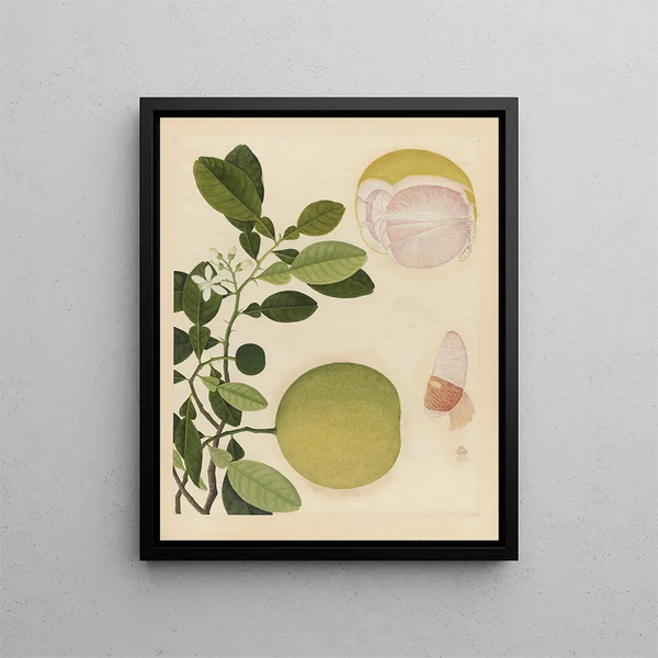 Album of Chinese watercolor paintings of Asian fruits Pl20 - Anonymous — framed artwork on a wall