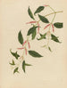 Album of Chinese watercolor paintings of Asian fruits Pl21 - Anonymous — artwork view