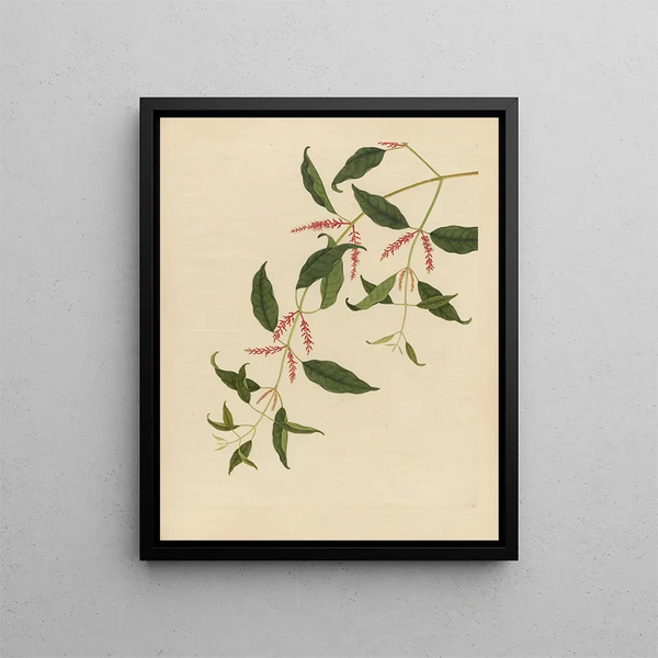 Album of Chinese watercolor paintings of Asian fruits Pl21 - Anonymous — framed artwork on a wall