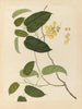 Album of Chinese watercolor paintings of Asian fruits Pl22 - Anonymous — artwork view