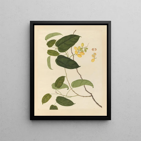 Album of Chinese watercolor paintings of Asian fruits Pl22 - Anonymous — framed artwork on a wall