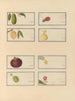 Album of Chinese watercolor paintings of Asian fruits Pl23 - Anonymous — artwork view