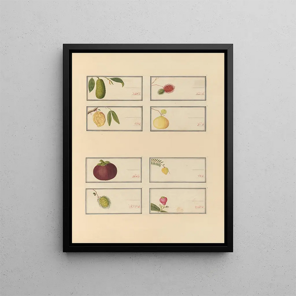 Album of Chinese watercolor paintings of Asian fruits Pl23 - Anonymous — framed artwork on a wall