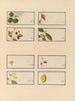 Album of Chinese watercolor paintings of Asian fruits Pl24 - Anonymous — artwork view