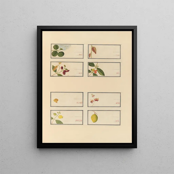 Album of Chinese watercolor paintings of Asian fruits Pl24 - Anonymous — framed artwork on a wall
