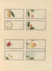 Album of Chinese watercolor paintings of Asian fruits Pl25 - Anonymous — artwork view