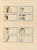 Album of Chinese watercolor paintings of Asian fruits Pl26 - Anonymous — artwork view
