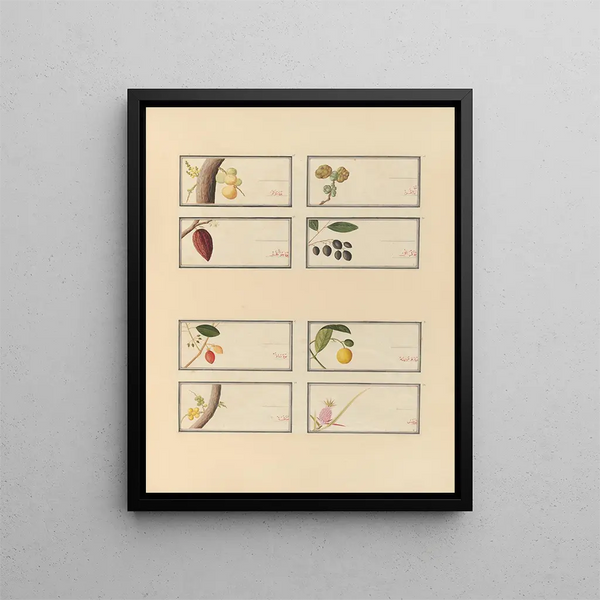 Album of Chinese watercolor paintings of Asian fruits Pl26 - Anonymous — framed artwork on a wall