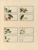 Album of Chinese watercolor paintings of Asian fruits Pl27 - Anonymous — artwork view