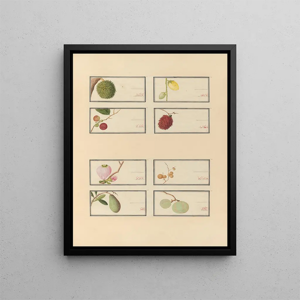 Album of Chinese watercolor paintings of Asian fruits Pl28 - Anonymous — framed artwork on a wall