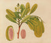 Album of Asian fruit and flower watercolor paintings Pl01 - Anonymous — artwork view