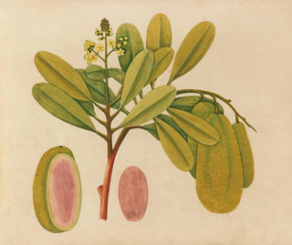 Album of Asian fruit and flower watercolor paintings Pl01 - Anonymous — artwork view